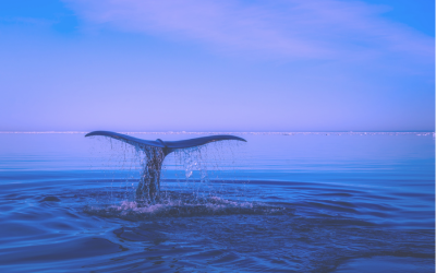 A Whale of A Time