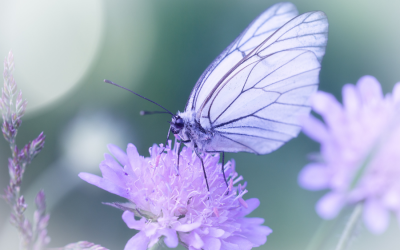 Podcast: The Power of Hope