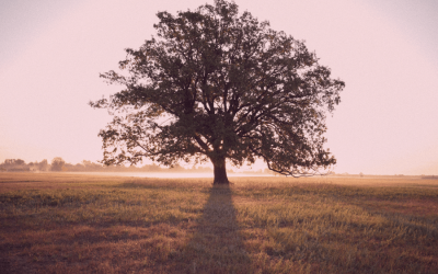 Podcast: Getting Grounded