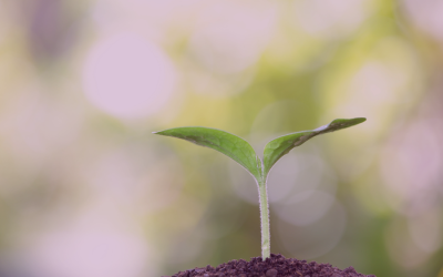 Podcast: More time than normal: Learn, Grow, Observe