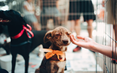Podcast: Bringing Kindness Into Our Relationships