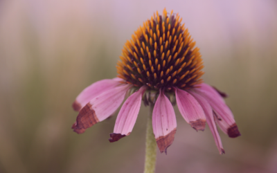 Podcast: Perfectly Imperfect